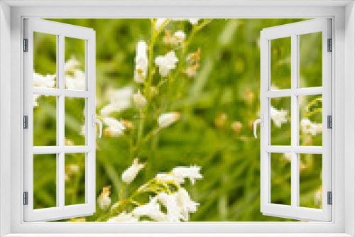Fototapeta Naklejka Na Ścianę Okno 3D - White spanish hyacinth or hyacinthoides hispanica flowers with green