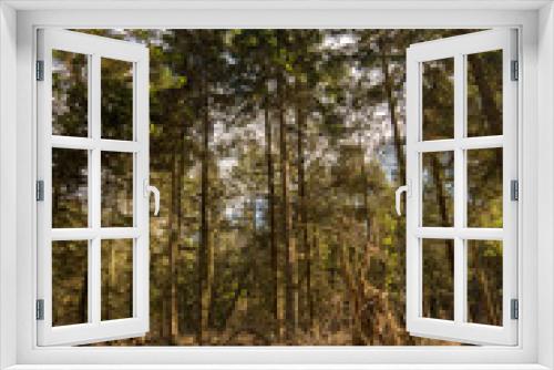 Fototapeta Naklejka Na Ścianę Okno 3D - Pine trees in sunlight - Woodland Oxfordshire - UK