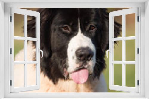 Fototapeta Naklejka Na Ścianę Okno 3D - landseer dog pure breed 