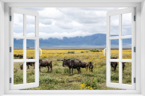 Fototapeta Naklejka Na Ścianę Okno 3D - Wildebeest in the Ngorongoro Crater in Tanzania