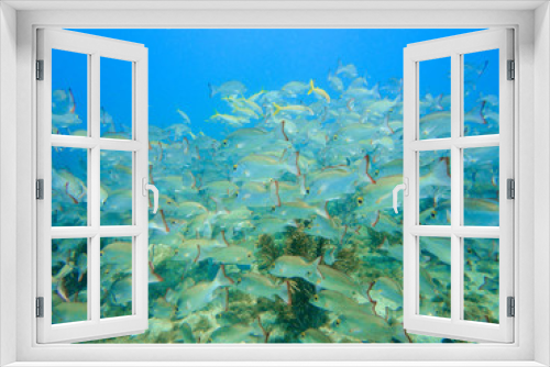 Fototapeta Naklejka Na Ścianę Okno 3D - School of snappers in a coral reef of the caribbean sea