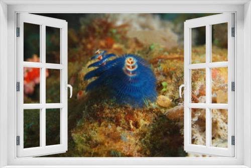 Fototapeta Naklejka Na Ścianę Okno 3D - Tube worm