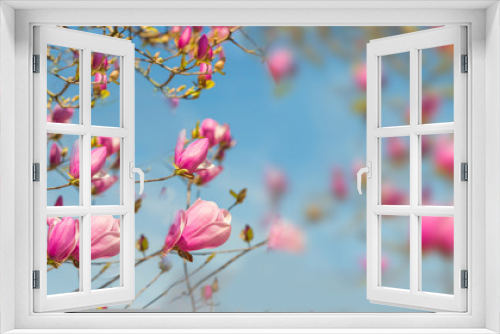 Fototapeta Naklejka Na Ścianę Okno 3D - spring time  flowers nature space for your text , background
