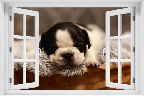 Fototapeta Naklejka Na Ścianę Okno 3D - bulldog, French bulldog, puppy, black, white, beauty, dog, animal