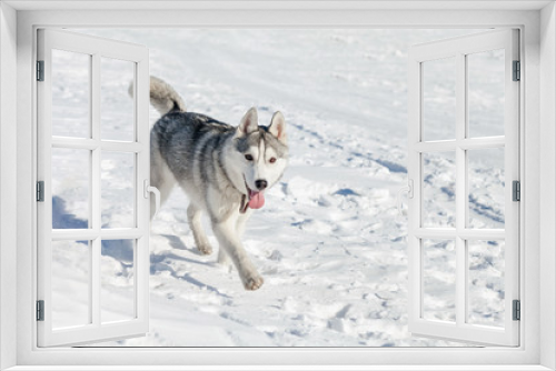 Fototapeta Naklejka Na Ścianę Okno 3D - Cute husky dog on snow