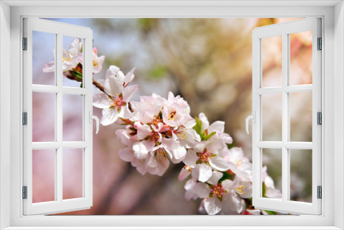 Fototapeta Naklejka Na Ścianę Okno 3D - Cherry blossoms. Spring sunny day. Nature rejoices. (Prunus tomentosa,  Cerasus tomentosa)  White flowers on a blossom cherry tree with soft background of green spring leaves and sunlight.