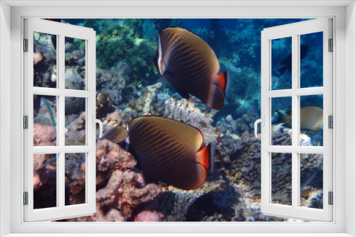 Fototapeta Naklejka Na Ścianę Okno 3D - Halsband-Falterfisch Malediven