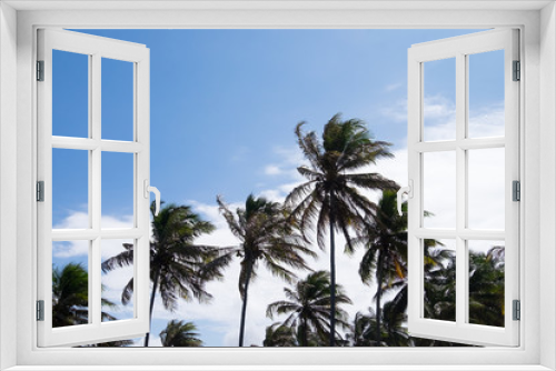 Fototapeta Naklejka Na Ścianę Okno 3D - Coconut trees in Praia do Forte, Bahia, Brazil