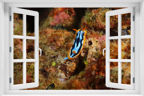 Fototapeta Naklejka Na Ścianę Okno 3D - True sea slug