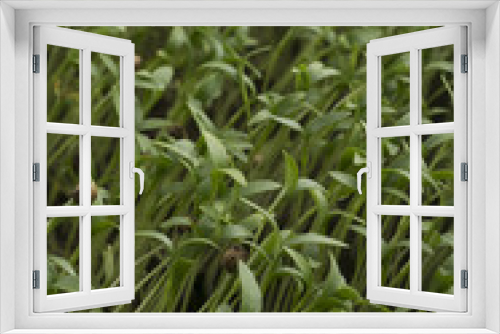 Fototapeta Naklejka Na Ścianę Okno 3D - macro photography: fennel sprout