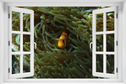 Fototapeta Naklejka Na Ścianę Okno 3D - Anemonenfische mit Anemone Malediven