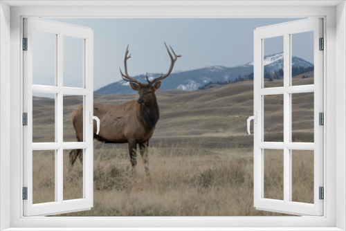 Fototapeta Naklejka Na Ścianę Okno 3D - Elk in majestic position showing his horns with mountains in the background