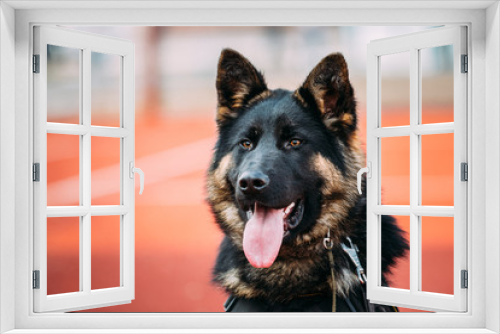 Fototapeta Naklejka Na Ścianę Okno 3D - Close Up Young Alsatian Wolf Dog German Shepherd Dog.