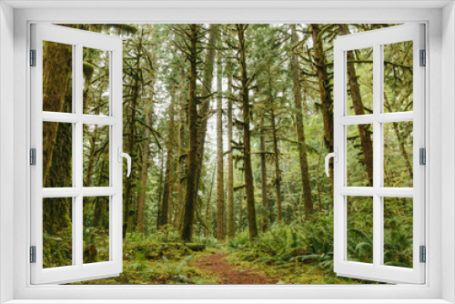 Fototapeta Naklejka Na Ścianę Okno 3D - Mossy Rainforest