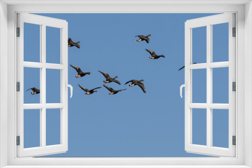 Fototapeta Naklejka Na Ścianę Okno 3D - Flock of Greater White-Fronted Geese Flying in a Blue Sky