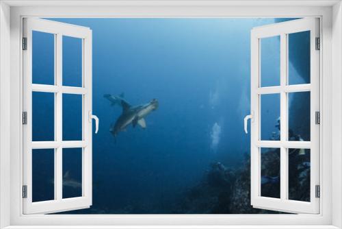 Fototapeta Naklejka Na Ścianę Okno 3D - Hammerhead Shark