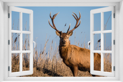 Fototapeta Naklejka Na Ścianę Okno 3D - Red deer stag stares at the camera