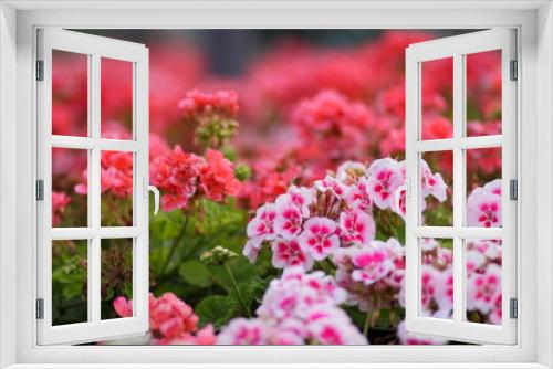 Fototapeta Naklejka Na Ścianę Okno 3D - Pink flowers, flower pattern, blank for the designer, botanical garden in summer, a blooming meadow in the park, pink flowers for the postcard, retro style, many small flowers, pink color