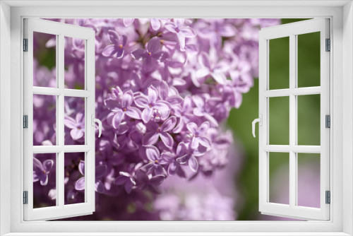 Fototapeta Naklejka Na Ścianę Okno 3D - beautiful lilac bushes with a soft background.