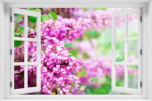 Fototapeta Naklejka Na Ścianę Okno 3D - Blooming Judas tree. Cercis siliquastrum, canadensis, Eastern redbud. Blossom pink flowers branch in sunlights. Spring and summer concept, sunny day. Copy space
