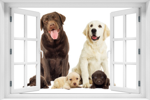 Fototapeta Naklejka Na Ścianę Okno 3D - Brown labrador dog looking
