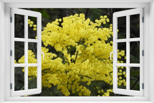 Fototapeta Naklejka Na Ścianę Okno 3D - mimosa