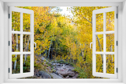 Fototapeta Naklejka Na Ścianę Okno 3D - Aspen grove at autumn in Rocky Mountains