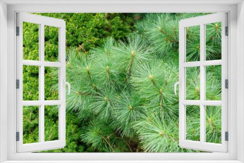 Fototapeta Naklejka Na Ścianę Okno 3D - Background of green coniferous tree branches with short and long needles.