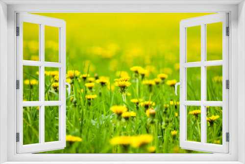 Fototapeta Naklejka Na Ścianę Okno 3D - Field with yellow dandelions, a panoramic background of nature. Selective focus