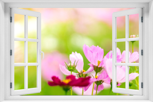 Fototapeta Naklejka Na Ścianę Okno 3D - Pink and White cosmos flowers in garden ,beautiful flower