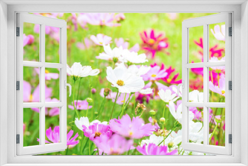 Fototapeta Naklejka Na Ścianę Okno 3D - Pink and White cosmos flowers in garden ,beautiful flower