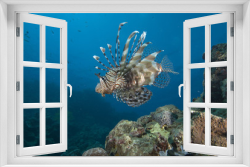 Fototapeta Naklejka Na Ścianę Okno 3D - Orante tropical fish