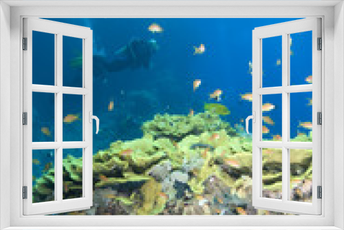 Fototapeta Naklejka Na Ścianę Okno 3D - Scuba divers in crystal clear water