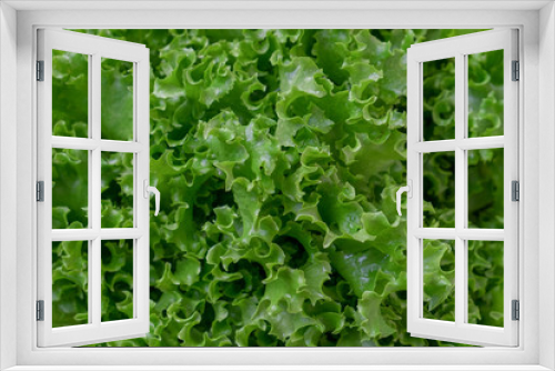Fototapeta Naklejka Na Ścianę Okno 3D - Fresh organic green lettuce background. Vegetable salad lettuce.