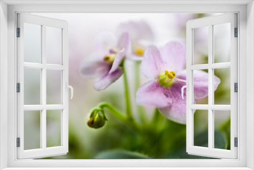 Fototapeta Naklejka Na Ścianę Okno 3D - Delicate flowers of violets. Flowers of saintpolia. Аfrican violet