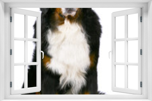 Fototapeta Naklejka Na Ścianę Okno 3D - Bern sheepdog isolated on a white background.