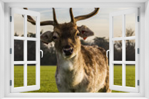 Fototapeta Naklejka Na Ścianę Okno 3D - friendly deer