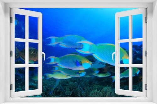Fototapeta Naklejka Na Ścianę Okno 3D - Parrotfish fish school underwater coral reef
