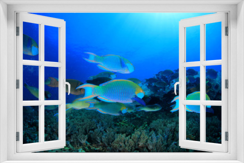 Fototapeta Naklejka Na Ścianę Okno 3D - Parrotfish fish school underwater coral reef