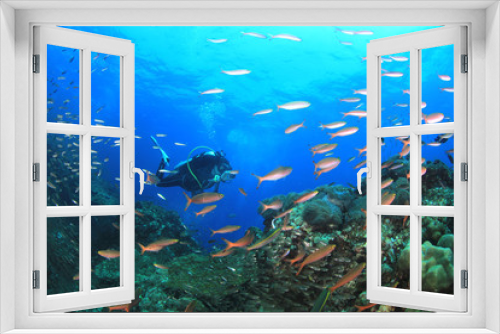 Fototapeta Naklejka Na Ścianę Okno 3D - Scuba divers explore coral reef and fish