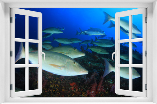 Fototapeta Naklejka Na Ścianę Okno 3D - Fish on underwater coral reef