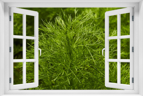 Fototapeta Naklejka Na Ścianę Okno 3D - Dill. Herb leaf background