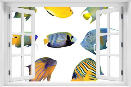 Fototapeta Naklejka Na Ścianę Okno 3D - Collection Angelfish fish isolated on white background. Koran, Three-spot, Queen, Yellowmask, Emperor, Arabian, Blue-ringed and Regal Angelfish
