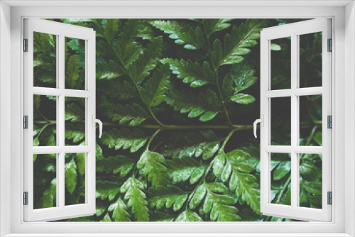Fototapeta Naklejka Na Ścianę Okno 3D - Leaf - Close up green fern leaf natural pattern for background