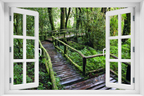 Fototapeta Naklejka Na Ścianę Okno 3D - The Nature Trail in the rainforest.