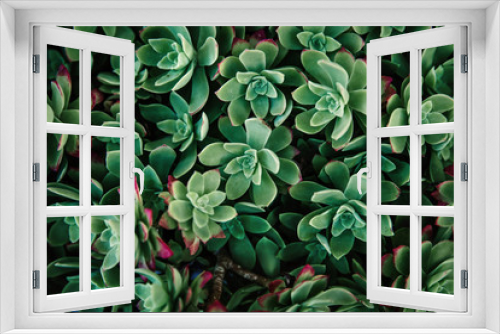 Fototapeta Naklejka Na Ścianę Okno 3D - Thick green succulent closeup pattern background. Hipster plant floral texture.