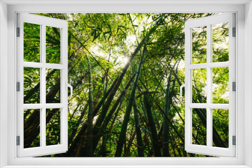 Fototapeta Naklejka Na Ścianę Okno 3D - Bamboo trees in foresf