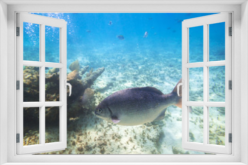 Fototapeta Naklejka Na Ścianę Okno 3D - Fishes swimming in the Caribbean Sea of Mexico