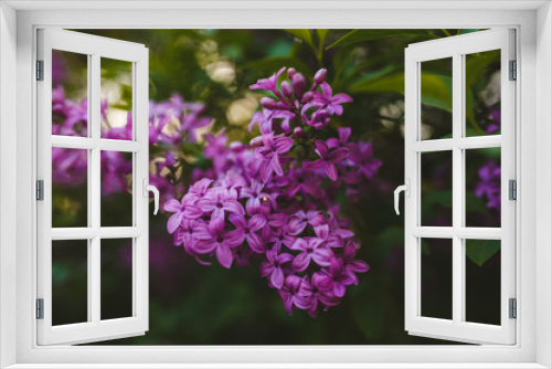 Fototapeta Naklejka Na Ścianę Okno 3D - Extreme close-up of Syringa lilac flower