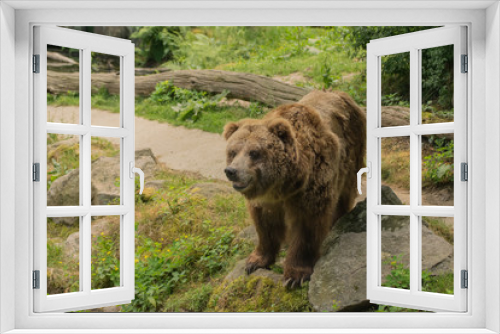 Fototapeta Naklejka Na Ścianę Okno 3D - Grizzly bear